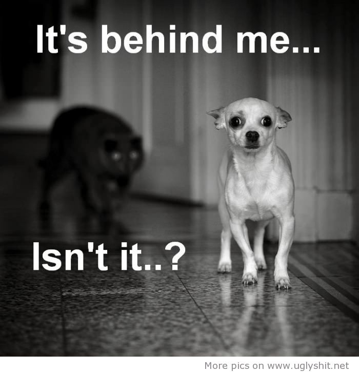 Scared-Dog-Thinking-Of-Cat-Enemy-Funny-Picture